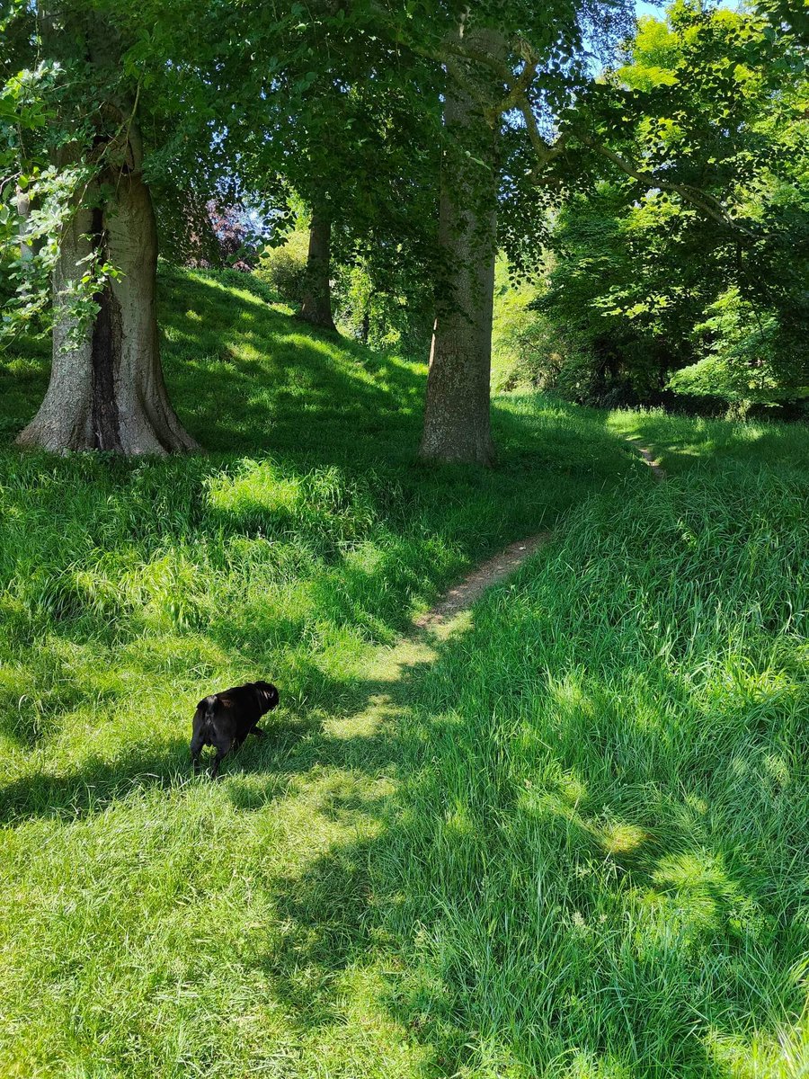 My peace within the chaos ❤️
#photograghy #nature #walking #adventure #metime #peaceandquiet #mentalhealth #wellness #escapethechaos #puglife
