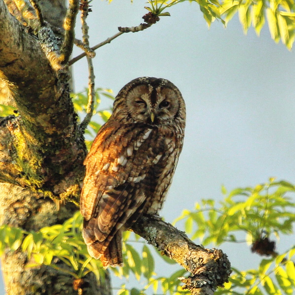 Tawny Owl / Alaca Baykuş  #trakus #bird #ukbirds #ukwildlife #owl #owlphotography #birdphotography #birdwatching #birding