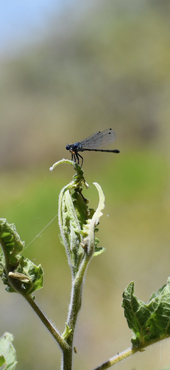 laezyi / shady guy {GODS} tweet media