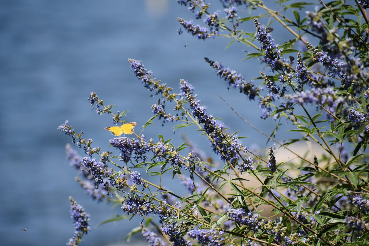 laezyi / shady guy {GODS} tweet media