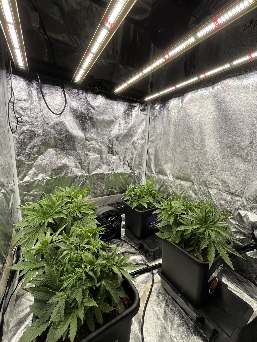 PushnPhosphorus's tweet photo. Day 21.
@Speedrunseeds run
Watering system: @autopotusa 3.9 gals
(pushnautopots) = 10% off.
Nutrients: @cropsalt (pushincropsalt) = 10% off.
Lights/Controller: @GrowersChoice_ #ROIE420
#GrowerschoiceLEDs
#Cannaland #marijuana #Growmies #Autopots #Cropsalt https://t.co/xAWQ8ntVhV