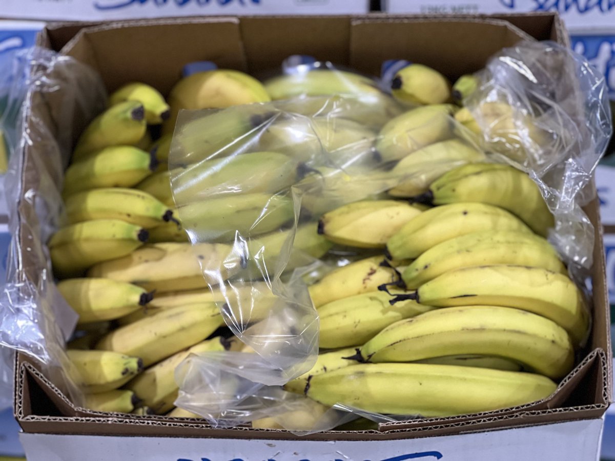 There’s passion and there’s  Andrew Christiphides at Costa! The two go hand in hand! 🍌 From green to ripe and tasty! 😊#HortCon23 ⁦<a href="/SyngentaANZ/">Syngenta ANZ</a>⁩ ⁦<a href="/HortCon_/">Hort Connections</a>⁩