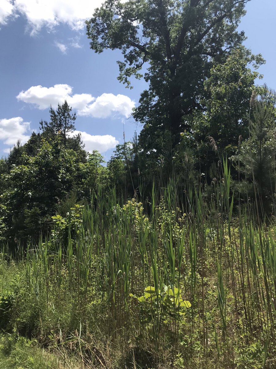 fortuneftg's tweet photo. What started as a beautiful walk with wild alongside the paths became an episode of Lost. Poorly marked paths that wound in circles, we joked we were going to die in the woods 😬😂 #NewJersey #LostAF #SundayFunday https://t.co/pHsZfqTKfk