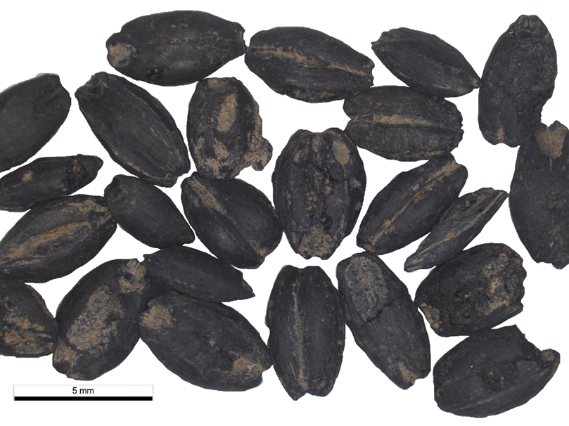 Well-preserved carbonized barley grains!
#archaeobotany #Archaeology #agriculture @ds_enviro