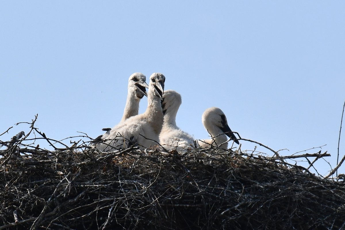 Moin! I am so proud of little black dog !
Out and about with the bikes and dog trailer. 
She was walking beside the bike for some time and laying relaxed in the trailer rest of time.
Checked #WhiteStork nests.
#SchleswigHolstein #dogs #bike #cycling #birding #LowCarbonBirding