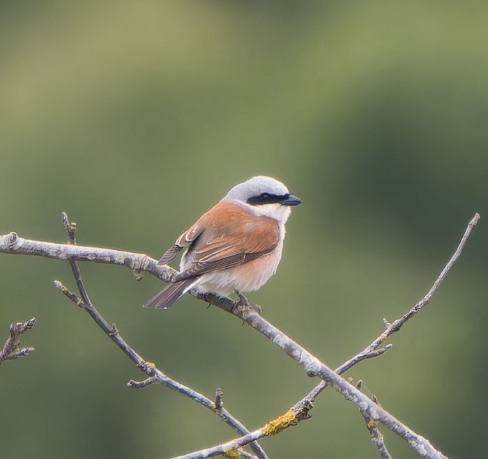 My best effort on the Red-backed Shrike on Kelling Heath the other day. Always a lovely bird to see.