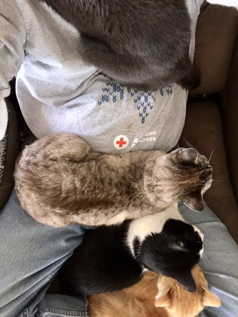 Da #Cuddlepile on dadz! 
Top to bottom: Crissy, Lemon, BB & Spicy.