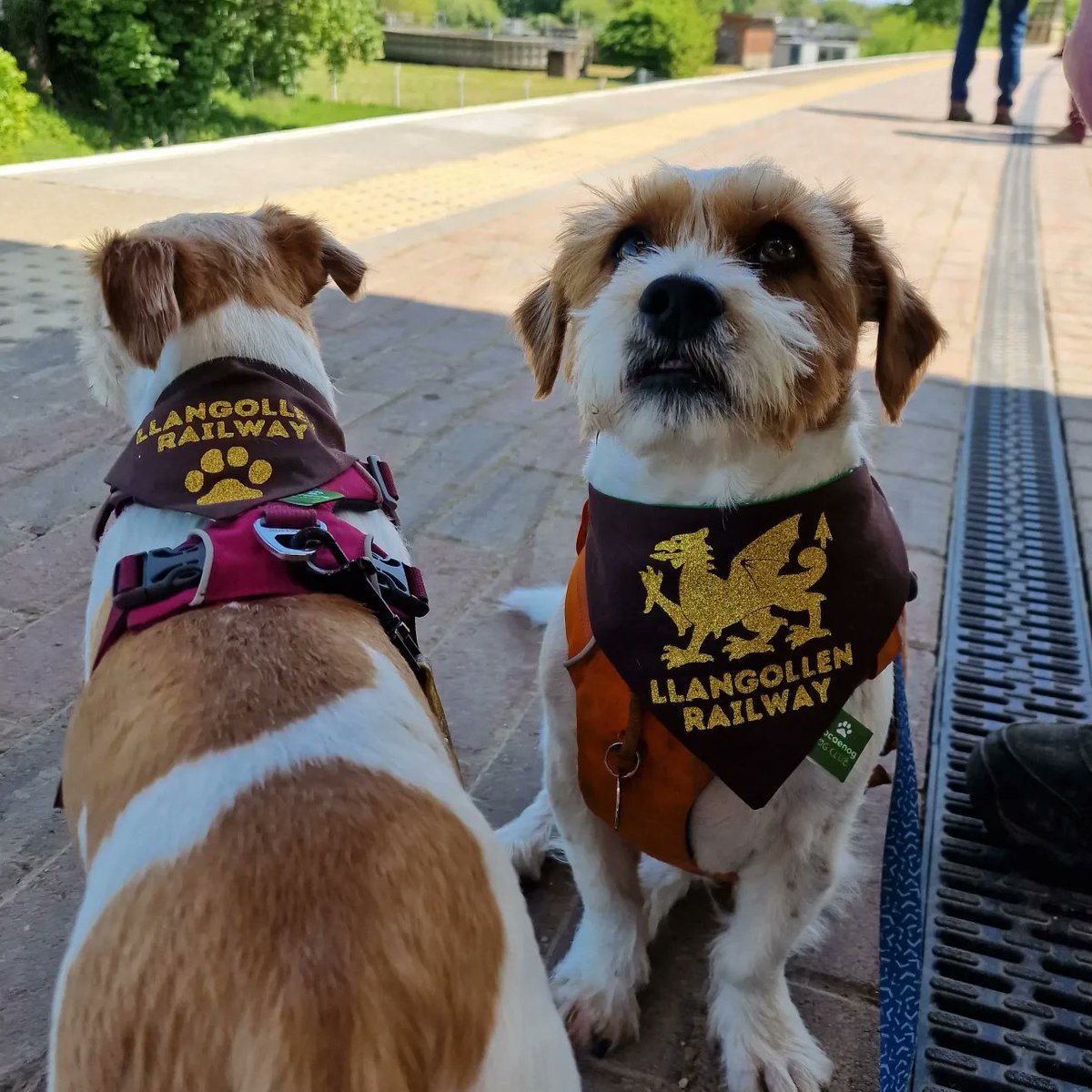 New railway launched at #Corwen this weekend! So we're off on a train adventure! #steamtrain #Llangollen #dogs #denbighshire #dogsoftwitter @DiscoverCymru