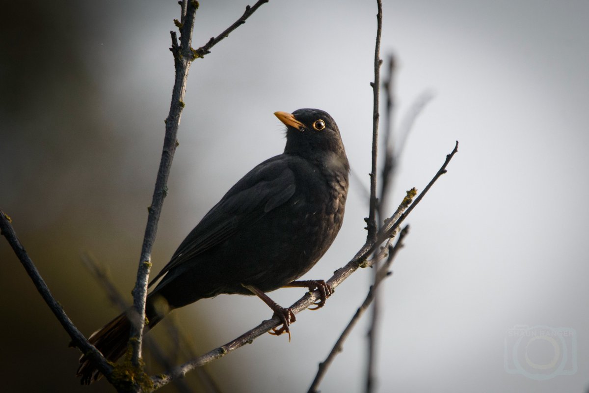 BLACKBIRD

#ukbird #wildlifephotography #birdphotography #nikon #nikonphotography #sigma150600