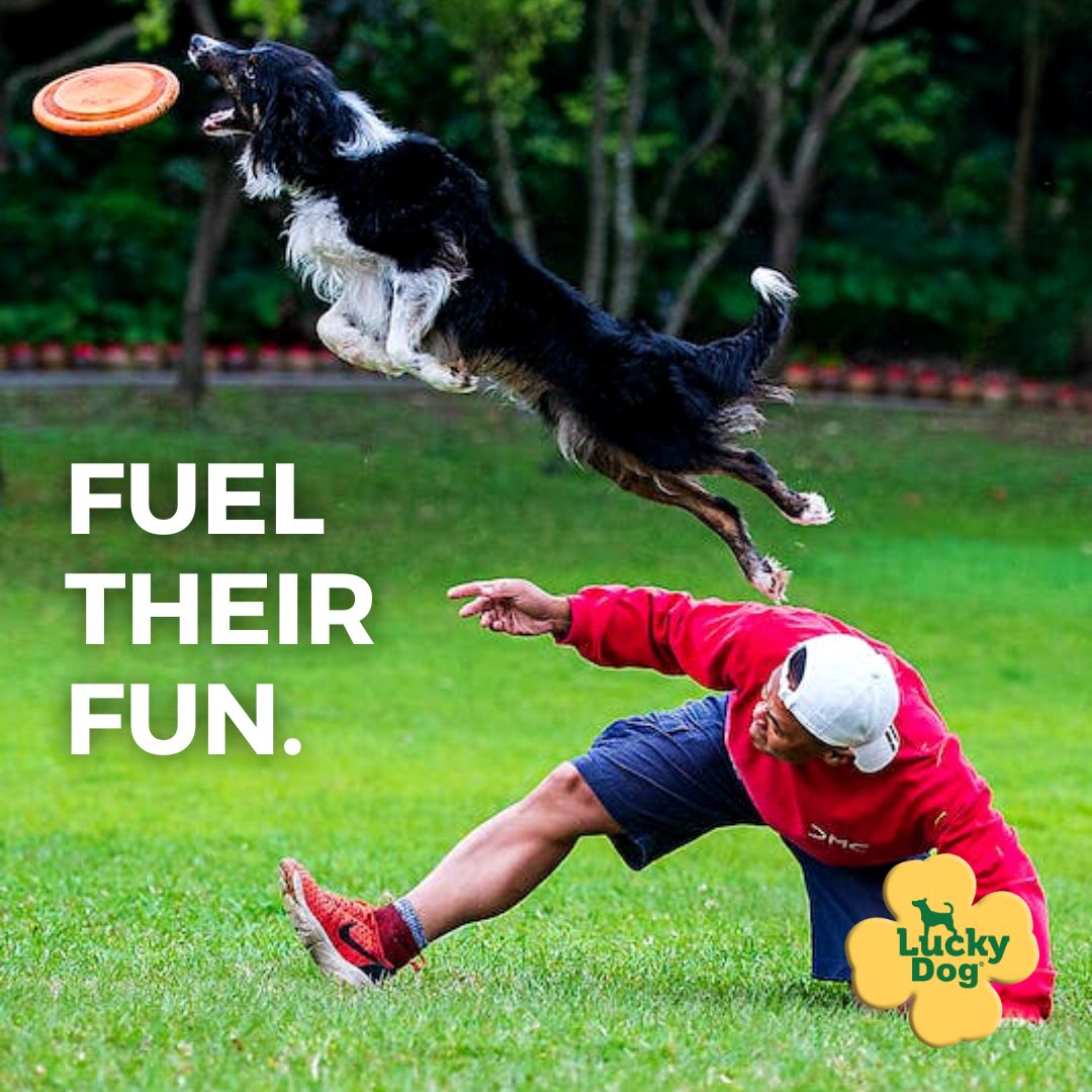 Grain-free and protein-packed treats to fuel summertime fun. 

Shop Lucky Dog® treats >> luckypetbrands.com 

#fueltheirfun #summer #dogdaysofsummer #dog #dogs #grainfree #dogtreat #dogtreats #doglife #doglover #happydog #luckydog️