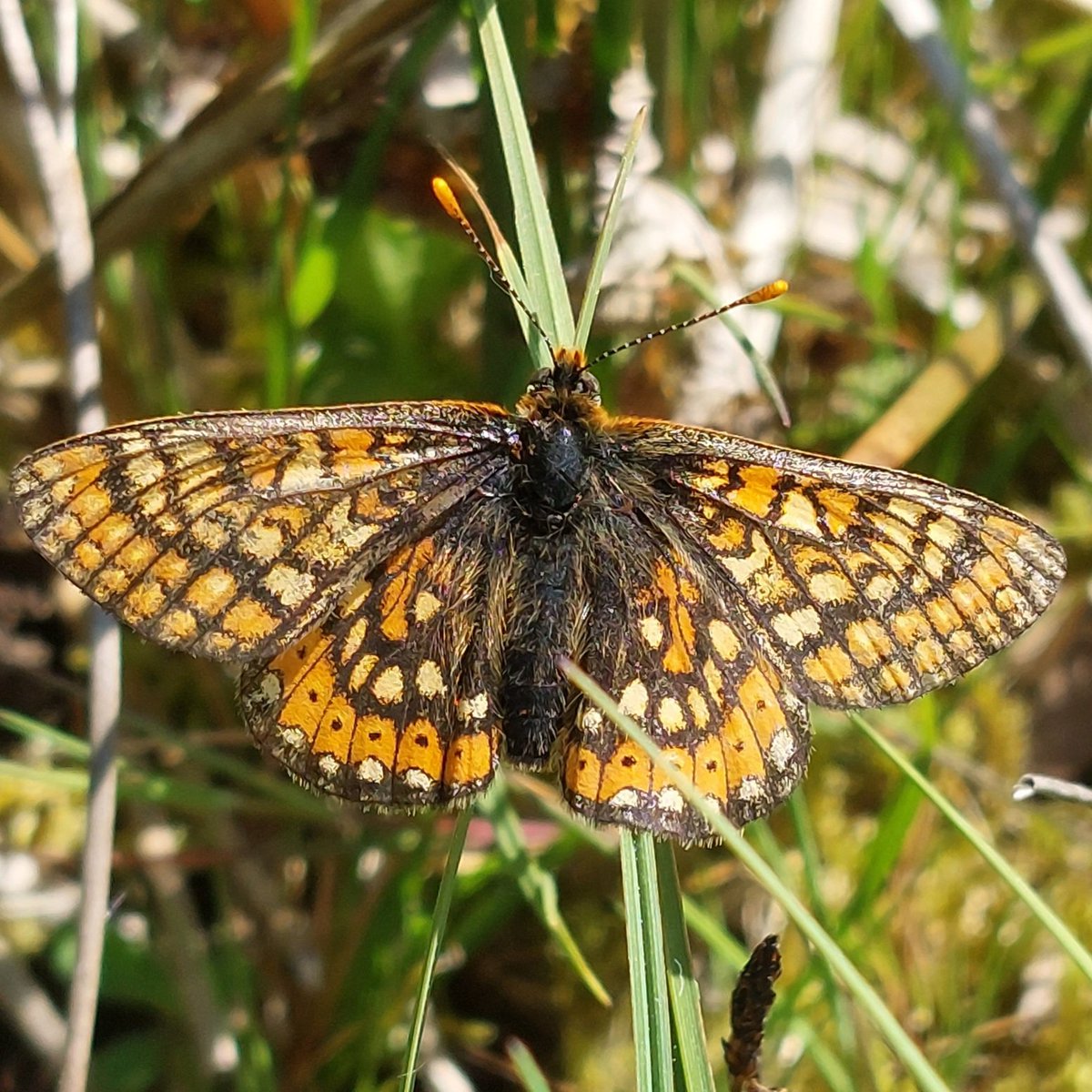 Local farmer doing a great job of managing his SSSI for Marsh Fritillaries nr Lampeter, Ceredigion  @savebutterflies