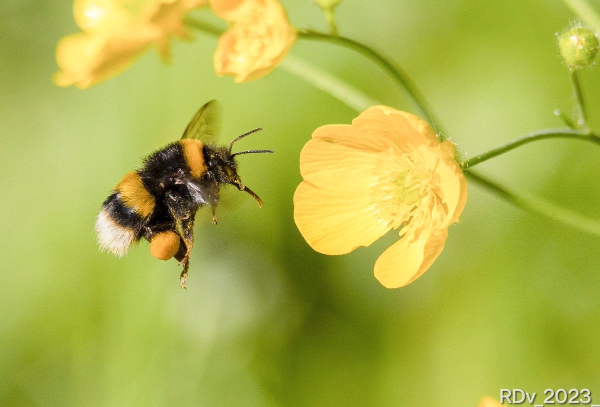 Bumblebee

#Bumblebee #bumblebees #bee #nature #NatureBeauty #pollinators #nature #dublin #GardeningTwitter #rathfarnham 

@ThePhotoHour @PhotosOfDublin @YourAwesomePix