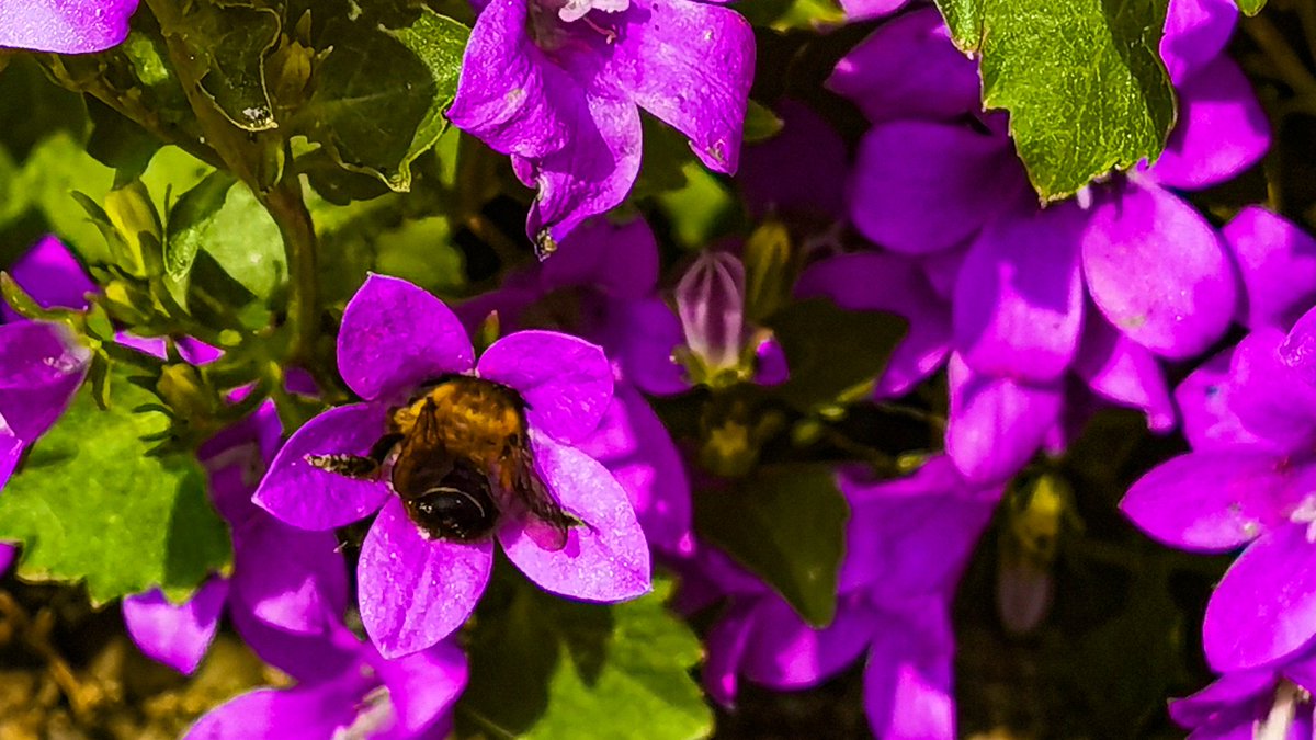 Just a bee doing what bees do.

#NaturePhoto #huaweip40pro #thegreatoutdoors