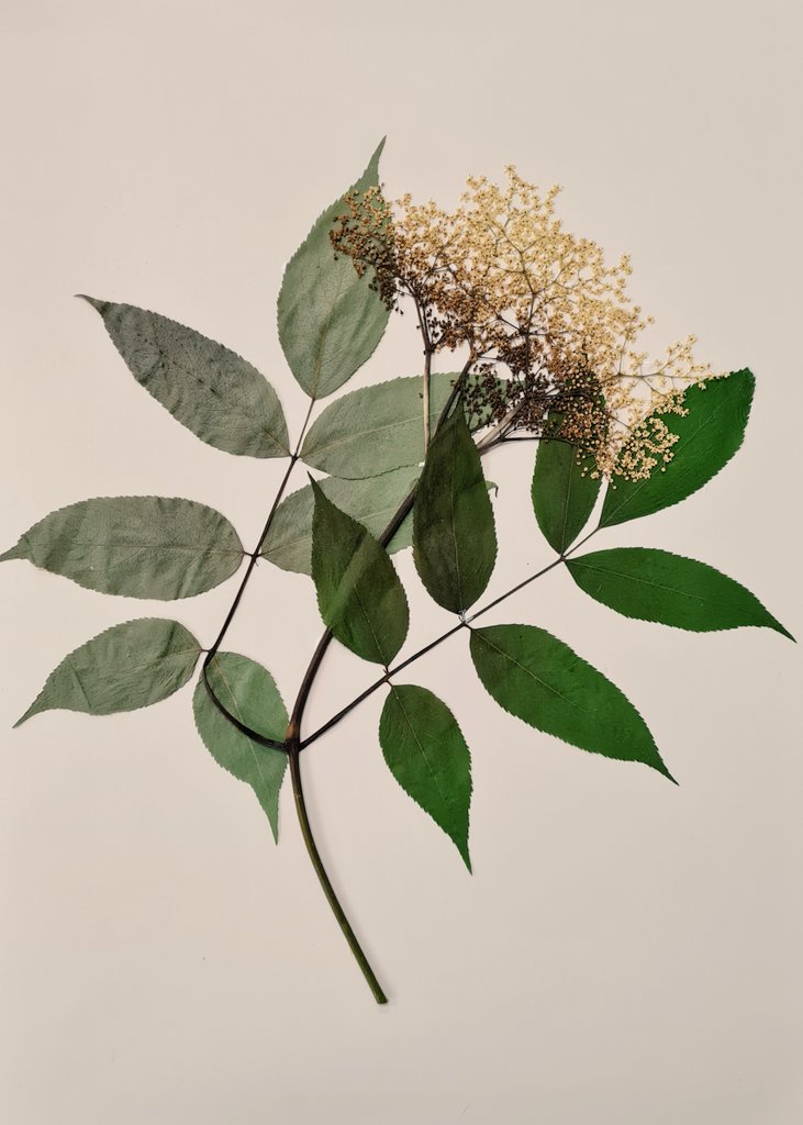 Andrew Clarke (@aclarkenz) on Twitter photo Great start to #SEBSOE23 with workshop by Thara Samarakoon <a href="/EmoryHerbarium/">Emory Herbarium</a>. Themes of rescuing, curating and growing herbaria. Plus, I mounted my own elder (Sambucus nigra)! Great start to #SEBSOE23 with workshop by Thara Samarakoon <a href="/EmoryHerbarium/">Emory Herbarium</a>. Themes of rescuing, curating and growing herbaria. Plus, I mounted my own elder (Sambucus nigra)!