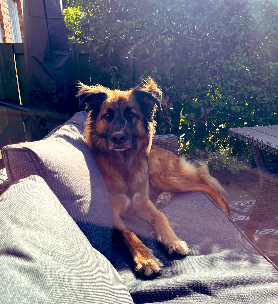 vhorne69's tweet photo. ☀️ ☀️
#GermanShepherd #daysinthesun #breezy https://t.co/xWluC3e4Ep