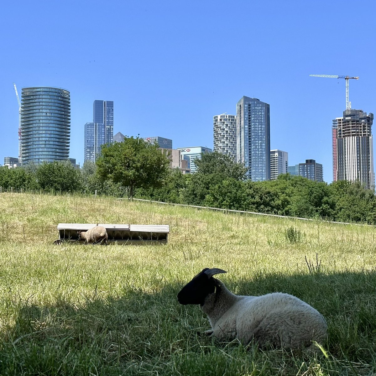 Surreal view from Mudchute Farm!

#mudchute 
#mudchutefarm 
#mudchutecityfarm 
#mudchuteparkandfarm 
#canarywharf 
#canarywharflondon 
#animalphotography 
#londonphotography 
#londonphoto 
#mylondonphoto 
#hiddenlondon
#shotoniphone 
#iphonephotography 
#iphoneography