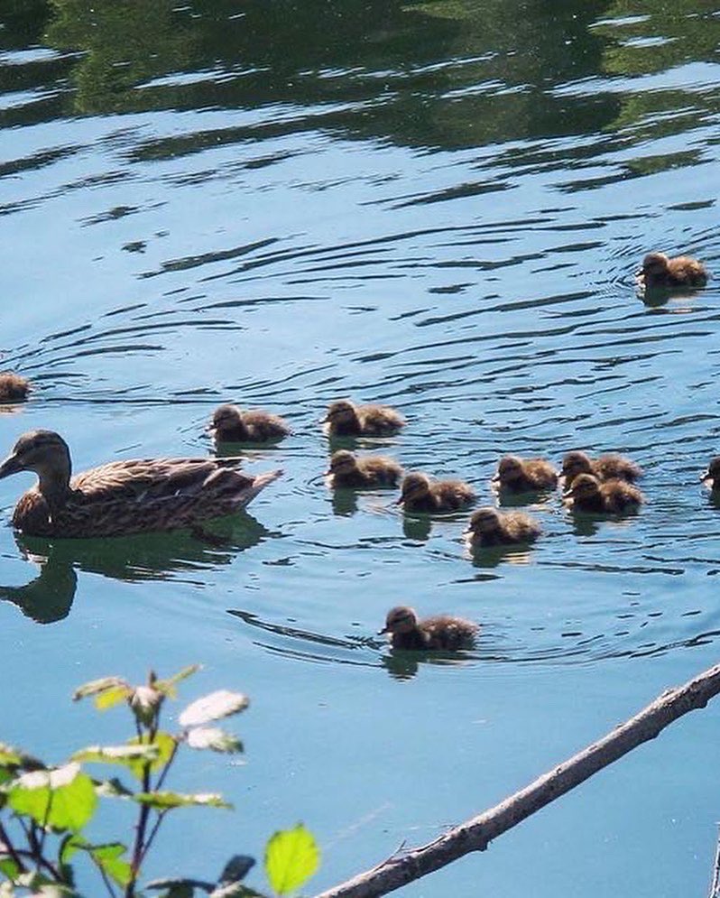 EnteRomaNatura's tweet photo. Questa sera vi portiamo al Monumento Naturale #LagoExSniaViscosa un bacino naturale dalla grande valenza naturalistica, storica e identitaria.
Un Monumento Naturale che racchiude la memoria storica e naturalistica dell’intero quadrante est della capitale.
https://t.co/sj2vvO03db https://t.co/nnUzL2lpaN