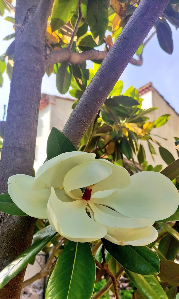 Magnolia grandiflora doing its beautiful, sweetly scented thing in our seaside garden, Hérault, South West France. #FlowerReport