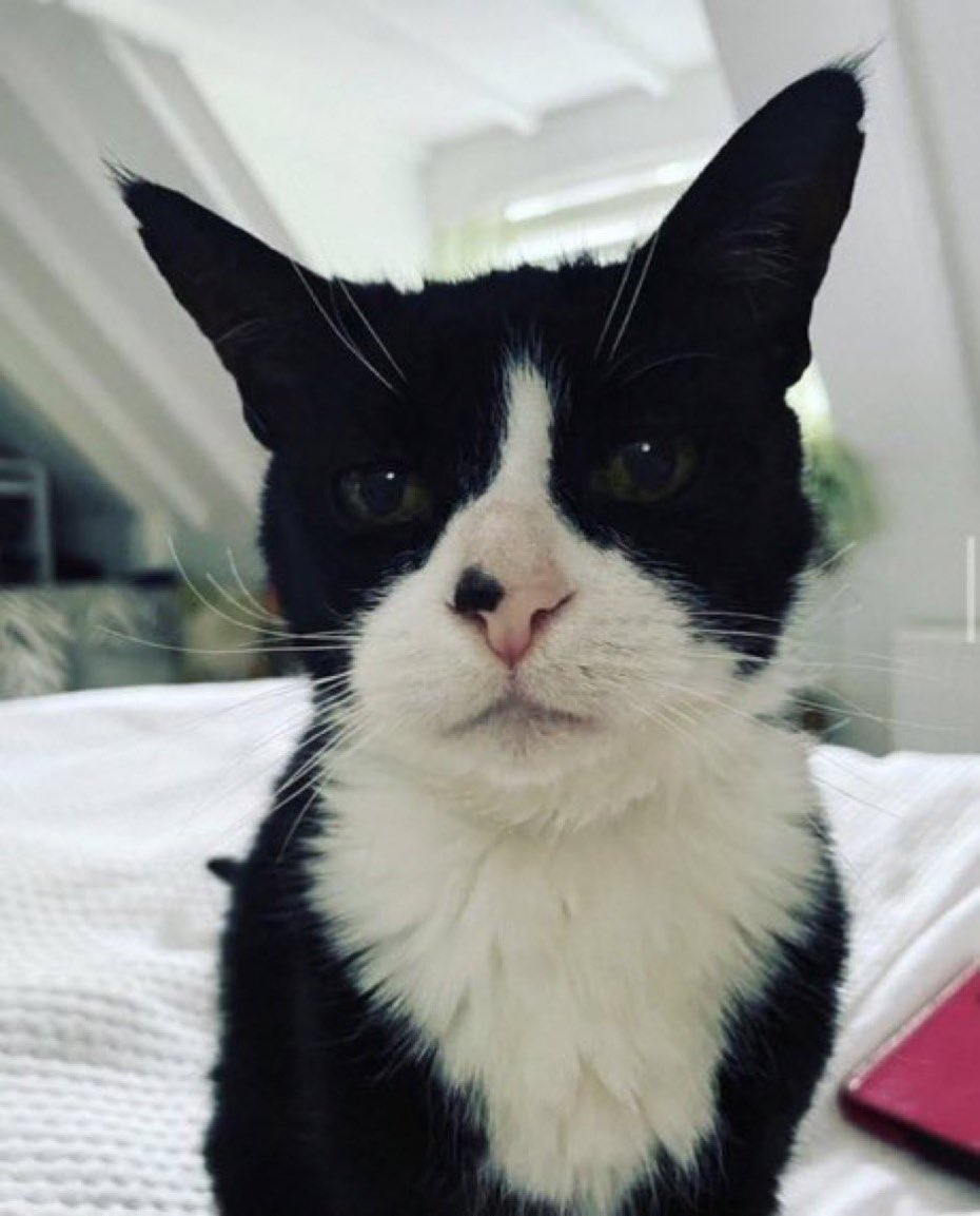 . (@lourryaskittens) on Twitter photo 