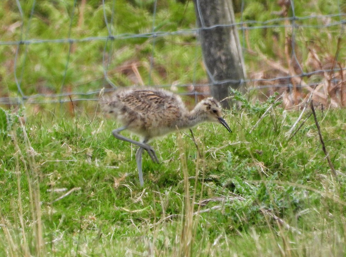 Adult Curlew and chick in Teesdale today @teesbirds1 @DurhamBirdClub @Natures_Voice @BBCSpringwatch