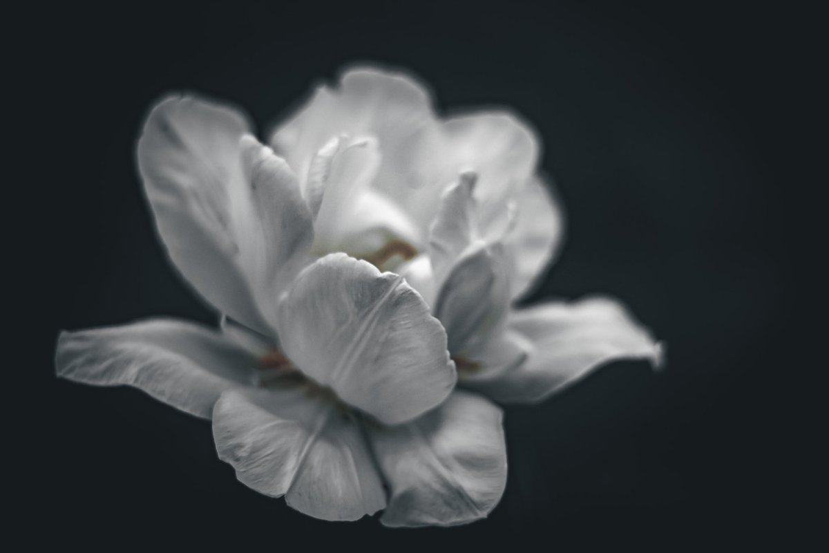 nicolefallonNY's tweet image. tulips &amp;gt; two-faced

#blackandwhitephotography #flowerphotography #itwasalladream