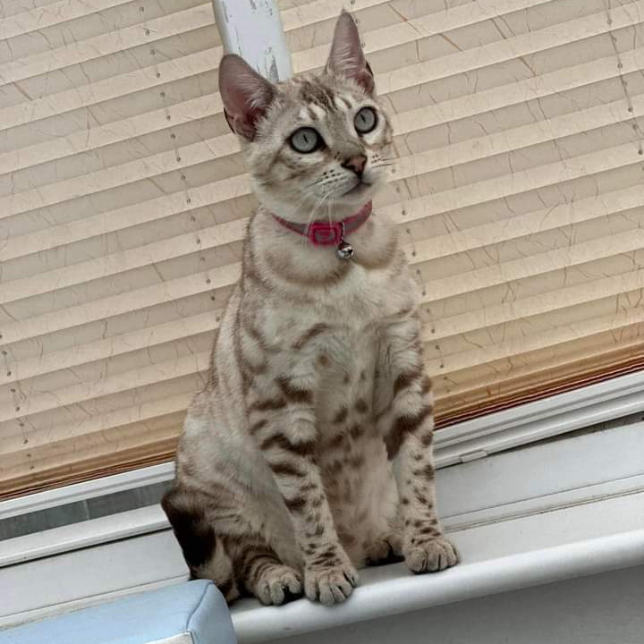 JohnDaffern2's tweet photo. Angel is #missing from #B64 5 area . She managed to escape this morning as the dog was getting let outside 😖
She is #chipped but not neutered, she is booked in for this next Monday. She is wearing a pink, reflective collar. https://t.co/eO8HOKSgM0