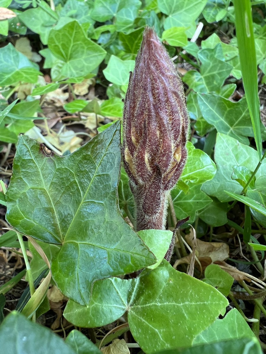 @wildflower_hour  Ivy Broomrape - Orobanche hederae pushing through the soil this week at a local Care Home “NoMow” site #ParasiticPlants