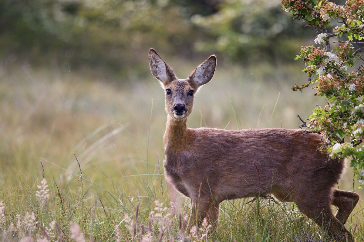PascalBoorsma's tweet photo. Vanavond deze ree nog gespot.🦌📷 #ree #hollum #ameland #natuur #natuurfotografie https://t.co/EDjOWTd7XY