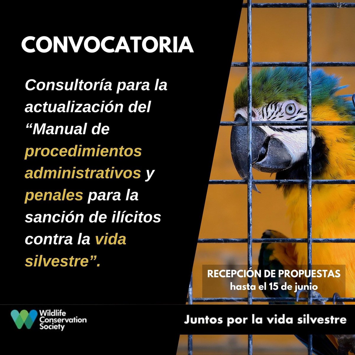 WCS Ecuador 💚💙 (@wcsecuador) on Twitter photo #ConvocatoriaAbierta 🤩 | No olvides compartir esta oportunidad laboral entre tus contactos. 😉
🔗 Revisar TdR: bit.ly/ConsultLegalTVS
📧 Enviar la documentación a: convocatoriasecuador@wcs.org
🗓 Cierre de convocatoria: Jueves, 15 de junio, 2023
🖐 💚💙 #ConvocatoriaAbierta 🤩 | No olvides compartir esta oportunidad laboral entre tus contactos. 😉
🔗 Revisar TdR: bit.ly/ConsultLegalTVS
📧 Enviar la documentación a: convocatoriasecuador@wcs.org
🗓 Cierre de convocatoria: Jueves, 15 de junio, 2023
🖐 💚💙