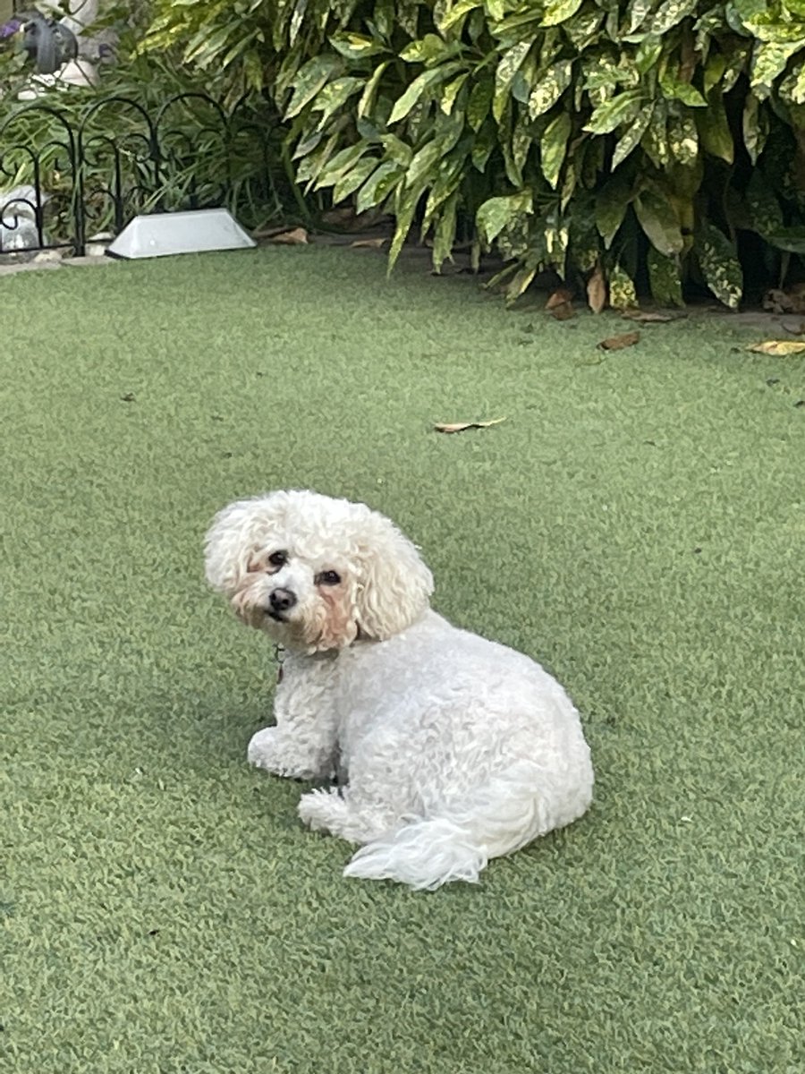 hammonster's tweet image. Daisy on pigeon alert! @jenny_bichon @OtisBichon @OllyMister191 @Monty_Bichon @WalshKim @Paw_Palace @dog_winky @mimmel99 @ElsaandEva @Daisy_Tait