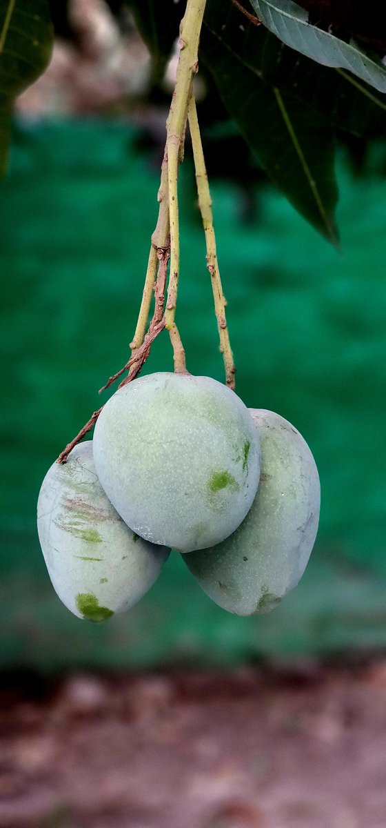 afaz27bd's tweet photo. Mango in my garden. https://t.co/MfRx85OCmY