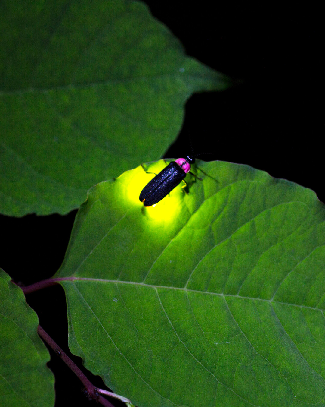 Tokyo Gov on Twitter "The "Firefly Nights" event to be held June 10