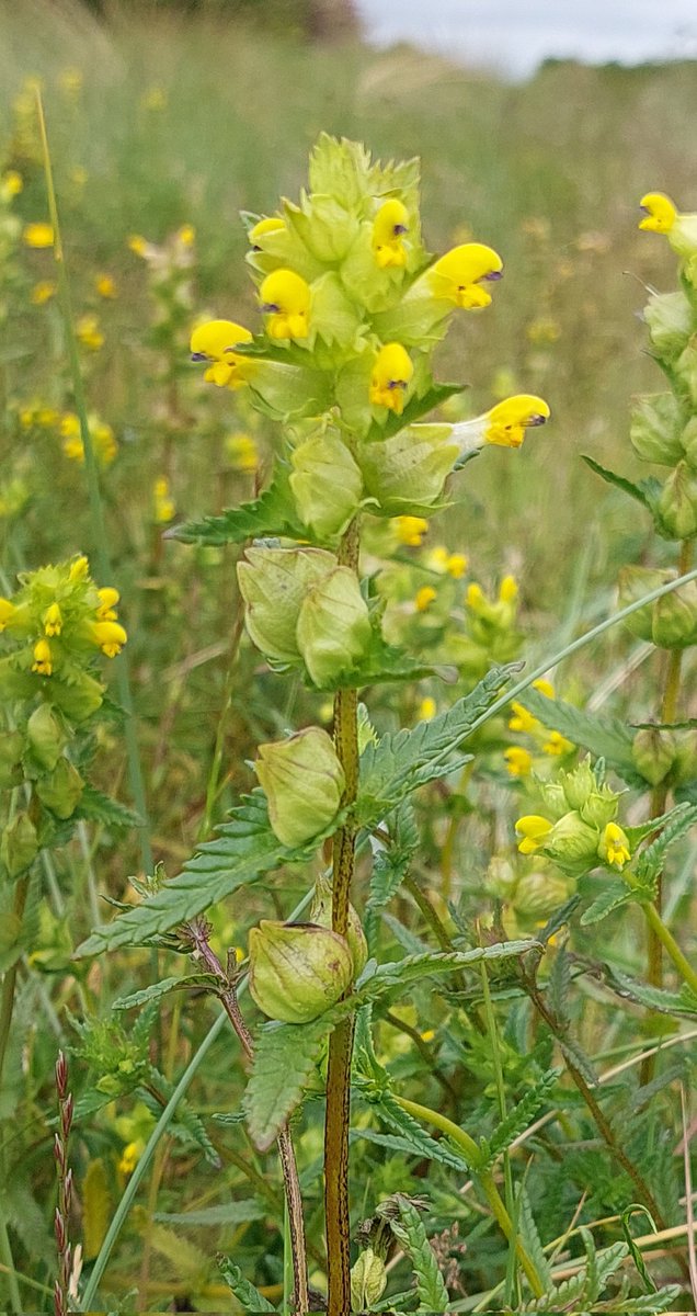 Yellow rattle 𝑅ℎ𝑖𝑛𝑎𝑛𝑡ℎ𝑢𝑠 𝑚𝑖𝑛𝑜𝑟 at Hunstanton en.m.wikipedia.org/wiki/Rhinanthu… #wildflowerhour #ParasiticPlants