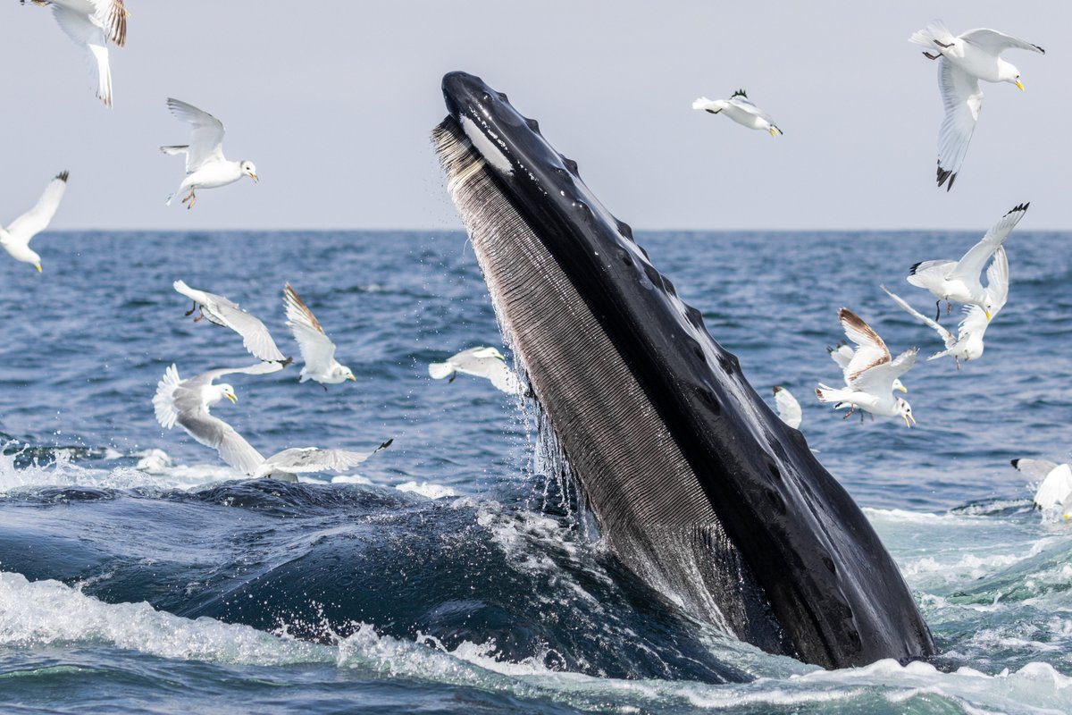 dunbar44's tweet image. Incredible day off Co.Mayo yesterday with Humpback no.67 

Basking sharks, Common dolphins, minkes, birds everywhere and no 67, amazing amount of activity in the water.

@IWDGnews @FairSeasIreland @Irishwildlife @MayoDotIE