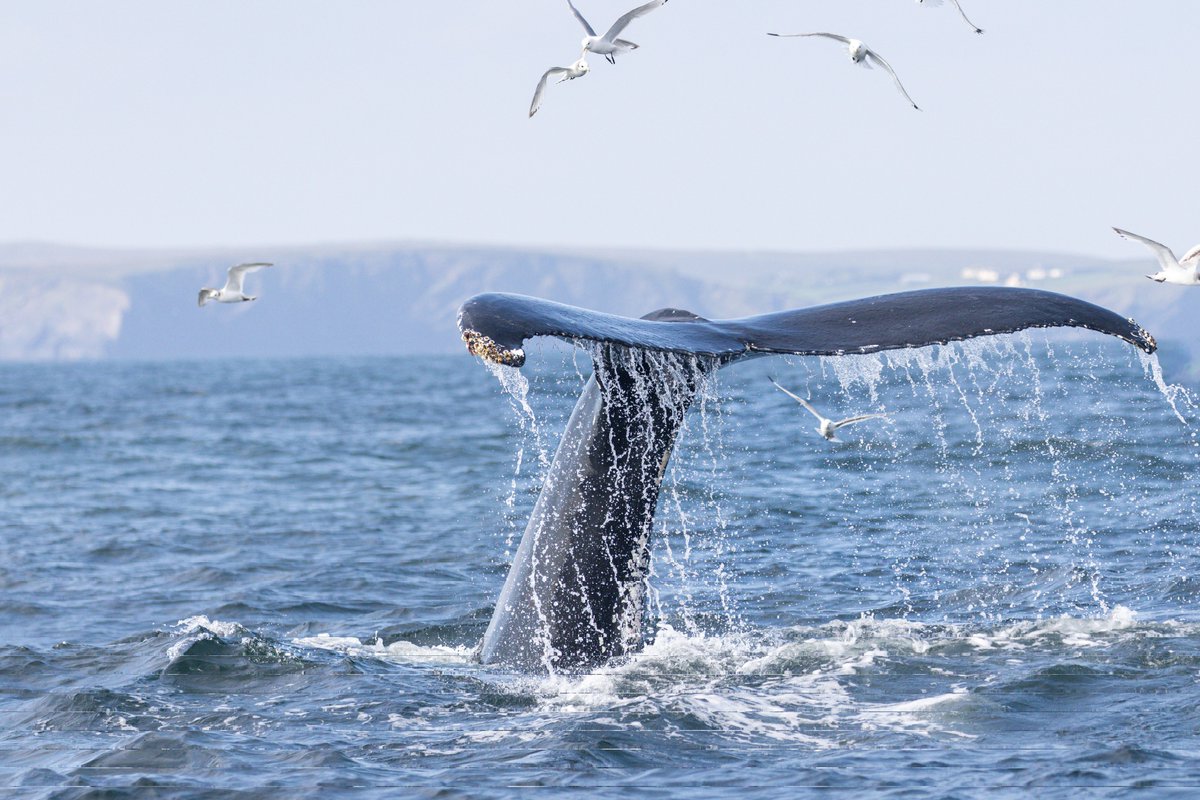 dunbar44's tweet image. Incredible day off Co.Mayo yesterday with Humpback no.67 

Basking sharks, Common dolphins, minkes, birds everywhere and no 67, amazing amount of activity in the water.

@IWDGnews @FairSeasIreland @Irishwildlife @MayoDotIE