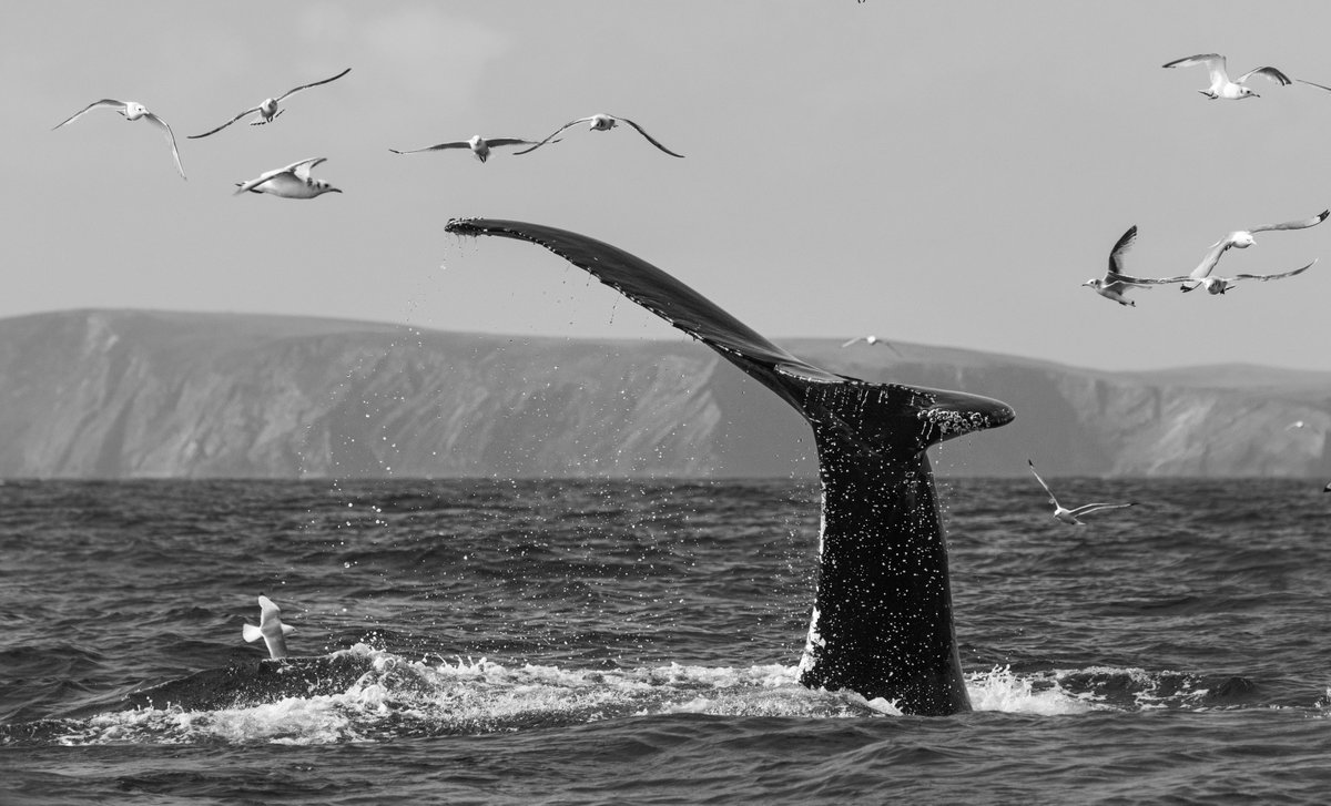 dunbar44's tweet image. Incredible day off Co.Mayo yesterday with Humpback no.67 

Basking sharks, Common dolphins, minkes, birds everywhere and no 67, amazing amount of activity in the water.

@IWDGnews @FairSeasIreland @Irishwildlife @MayoDotIE