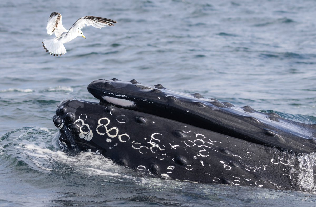 dunbar44's tweet image. Incredible day off Co.Mayo yesterday with Humpback no.67 

Basking sharks, Common dolphins, minkes, birds everywhere and no 67, amazing amount of activity in the water.

@IWDGnews @FairSeasIreland @Irishwildlife @MayoDotIE