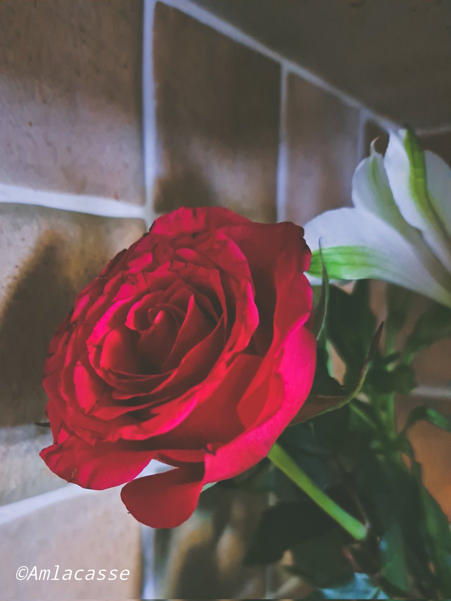 Alan on Twitter "I see trees of green Red roses too I see them bloom