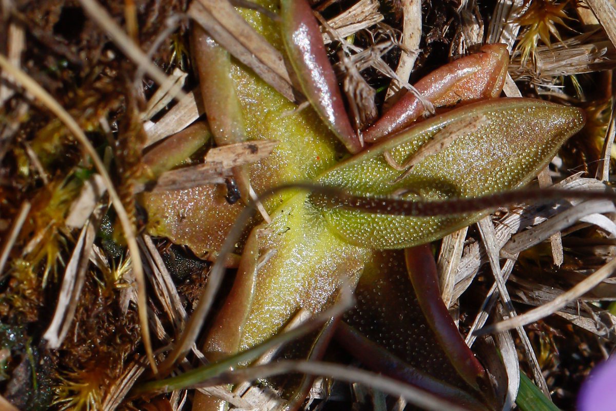 An insectivorous plant, Common Butterwort (Pinguicula vulgaris) in Teesdale on Saturday. Nice to see the star-like rosette of sticky leaves it uses for trapping insects. @BSBIbotany #wildflowerhour