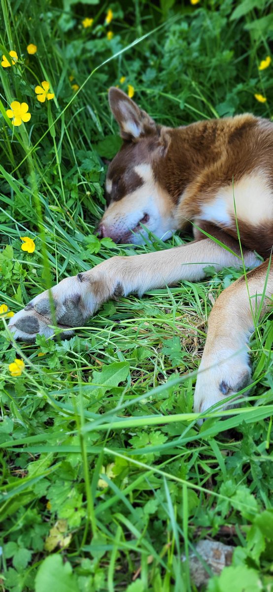 Sleepy puppy Sunday♡ #DogsRule