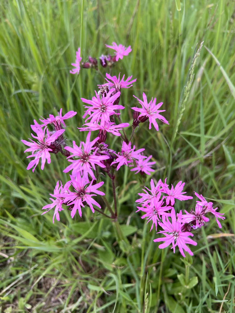 Ragged Robin possibly? #WildFlowerHour. #Wildflowerid