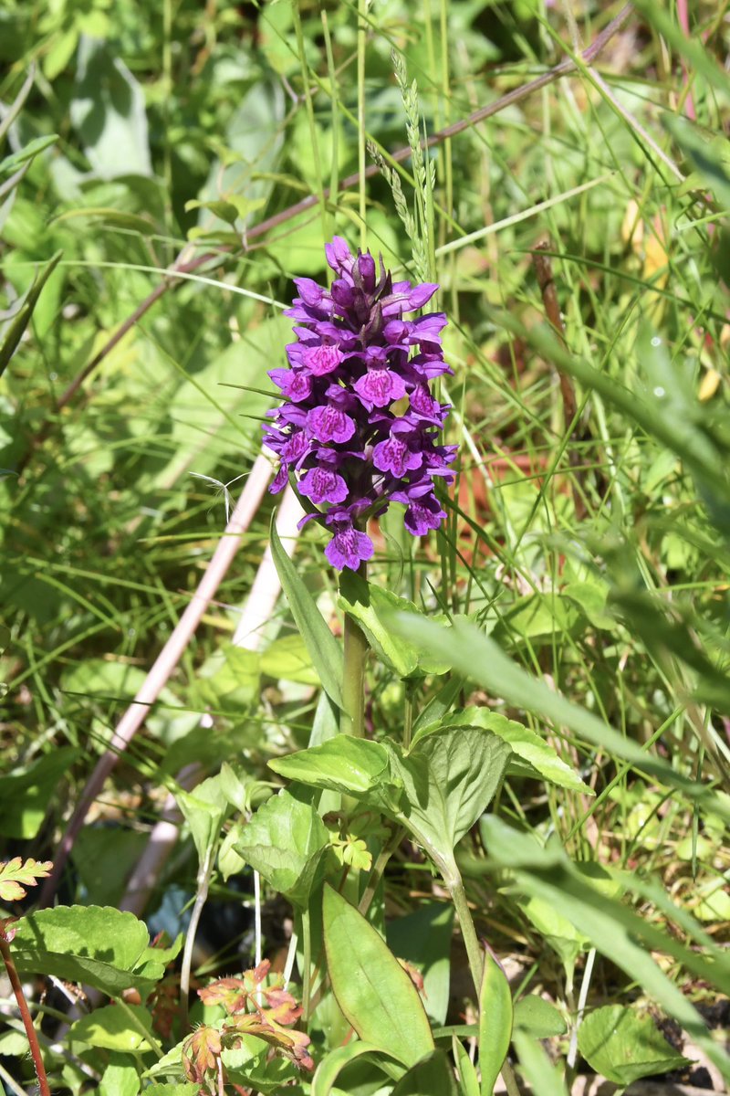 The Northern Marsh Orchid population in our Alnwick garden has increased 50% this year - we have a third spike! #wildflowerhour @wildflower_hour @BSBIbotany