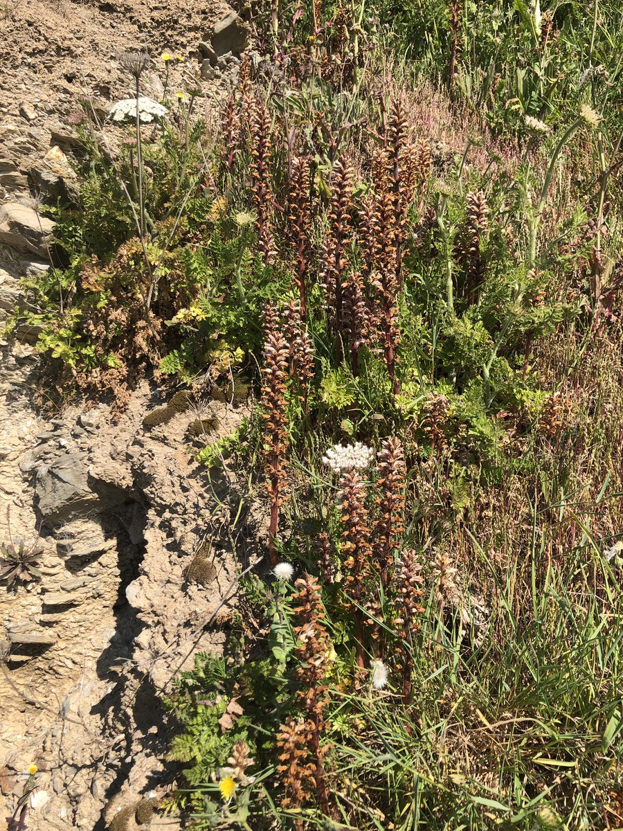 Just a few of the weird and wonderful Carrot Broomrape at Towan beach on the Roseland. Thanks to @danryan_nature for posting about it. Added bonus - it’s on my favourite beach and the weather was glorious! @BSBIbotany @wildflower_hour #ParasiticPlants #WildflowerHour #Cornwall