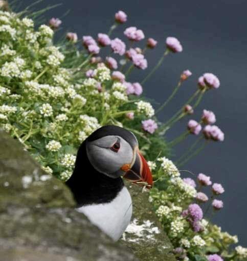 Stronsay Puffin