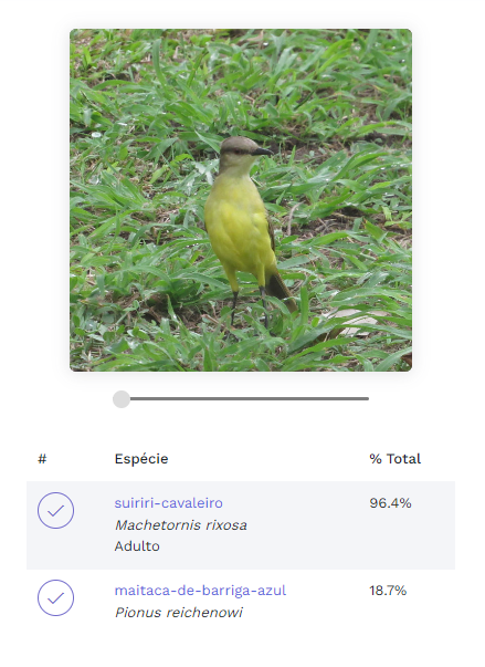 MatheusEstevam5's tweet photo. @WikiAves Tá de parabéns com essa IA #wikiaves https://t.co/FAxESCBJOv