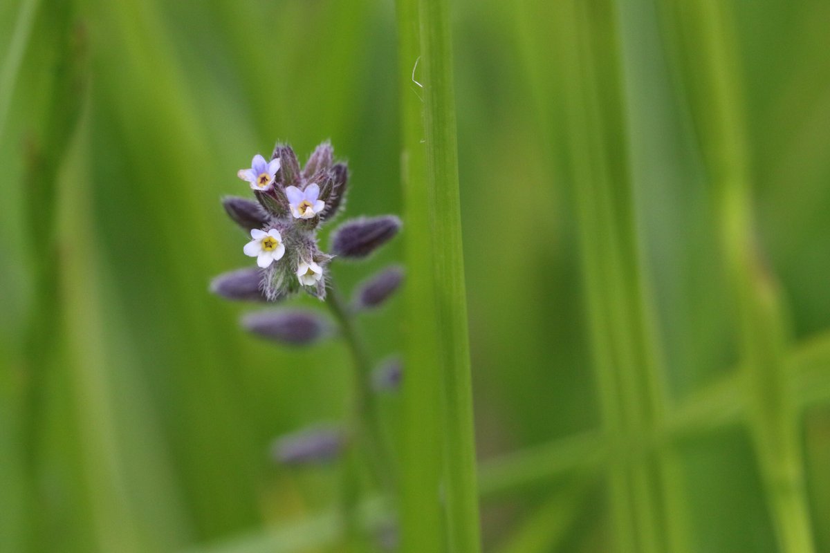 Which Forget-me-not is this please, the flowers were tiny! 01/06/23 @RSPBCoombes #wildflowerhour #wildflowerID #wildflower @wildflower_hour @BSBIbotany