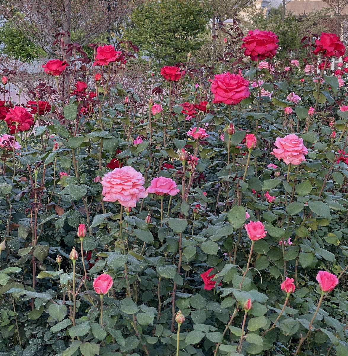 Some of the roses in our garden. #garden #gardening #GardeningTwitter #ROSE #roses #HomeGarden #englishrose #davidaustenrose #photograghy #nature #flowers #floral #PHOTOS #montydon #chelseaflowershow