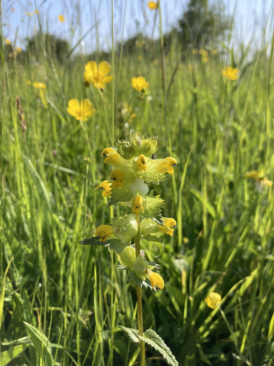 #WildflowerHour Rhinanthus minor or Yellow rattle, semi parasitic on the roots of grasses.  Sown some in my ‘lawn’ to try to make space for other wildflowers #parasiticplants