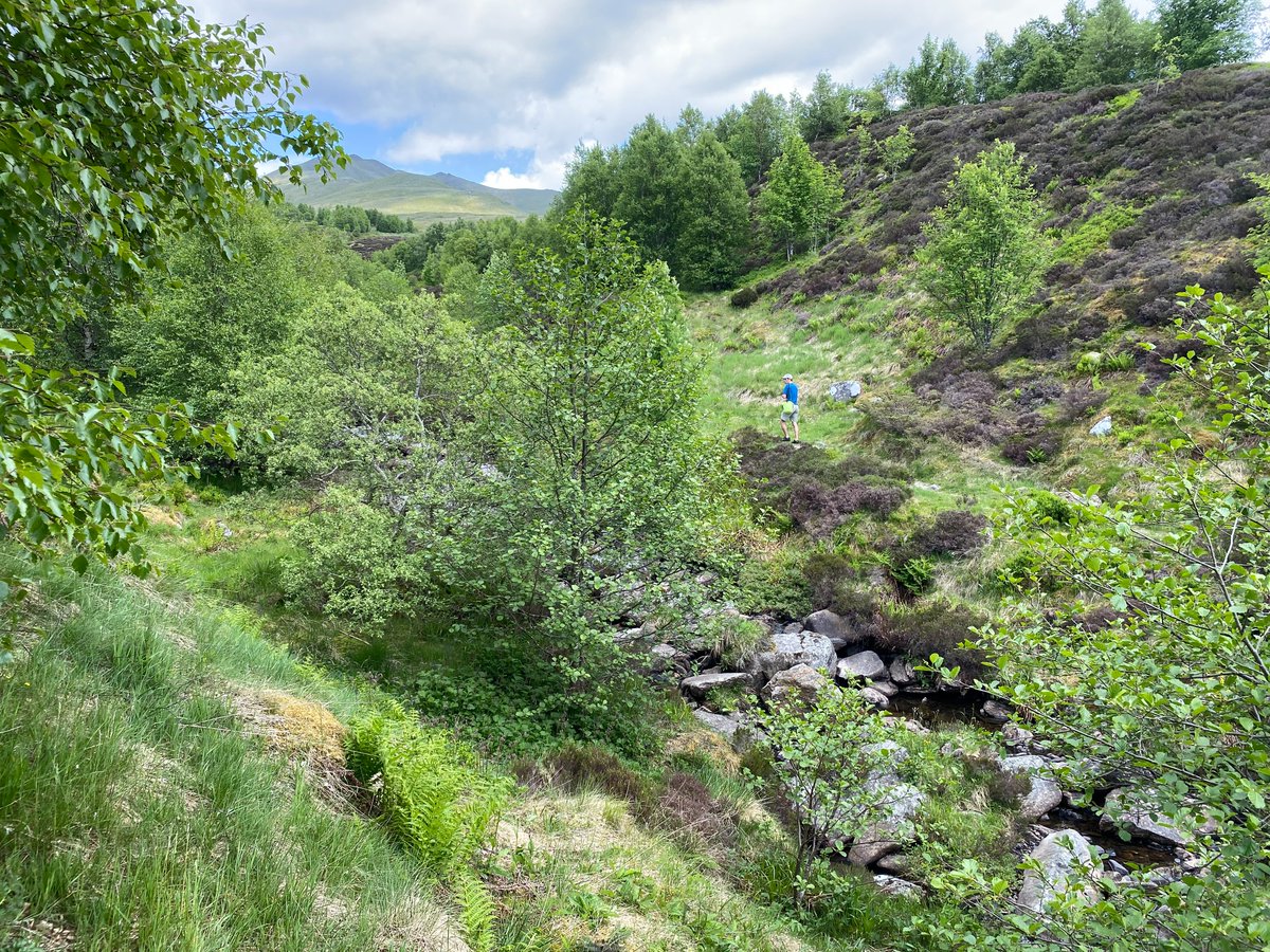 33 years of pioneering mountain woodland #restoration: a🧵of photos of the Edramucky Burn @BenLawersNNR in 1990 vs 2023. Here the @N_T_S built a large herbivore exclosure & planted upland broadleaves until 1998. Natural #regeneration has flourished since then. (1/4)
