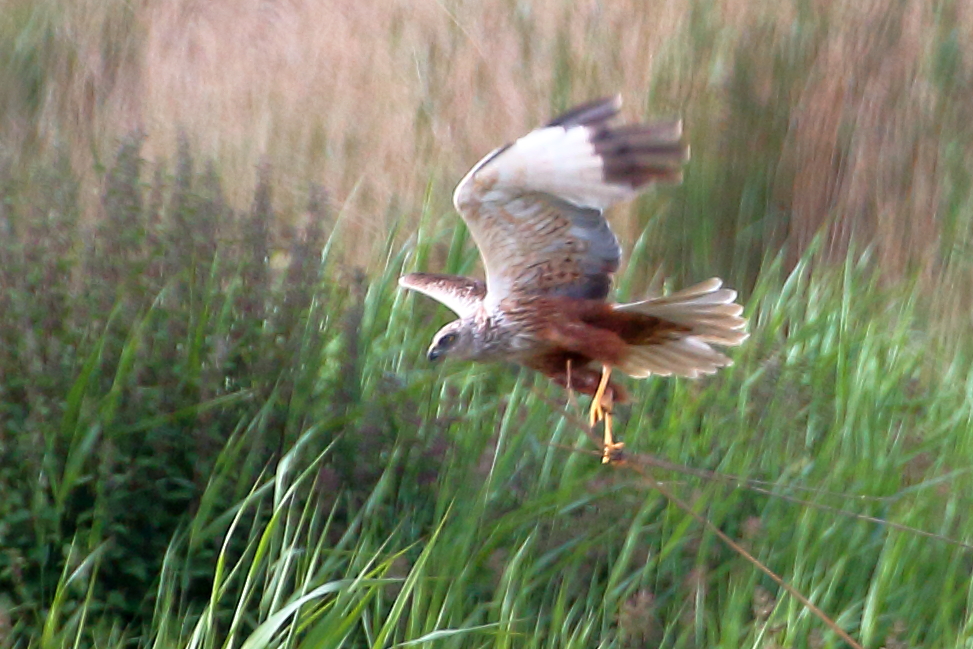 Marsh Harrier #farings #birdwatching #wildlifephotography #naturelovers #NorthernOptics #Humber #Lincolnshire #VisitNorthLincs #Canoneos #Tamron